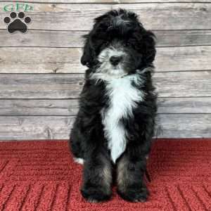 Bristol, Mini Bernedoodle Puppy